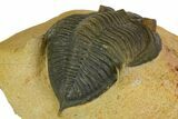Zlichovaspis Trilobite - Atchana, Morocco #137282-4